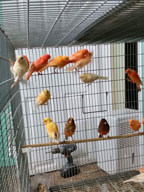 canaries for sale in chicago